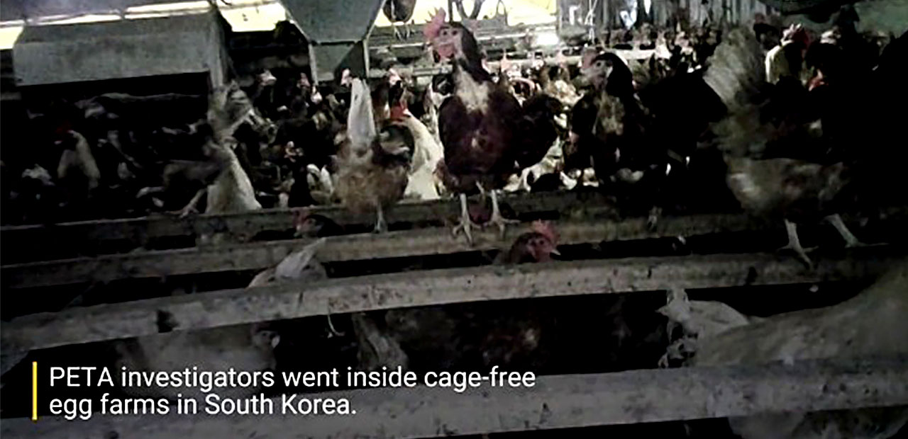 '동물복지' 아닌 '동물복지 달걀'? 그래도 사야 하는 이유