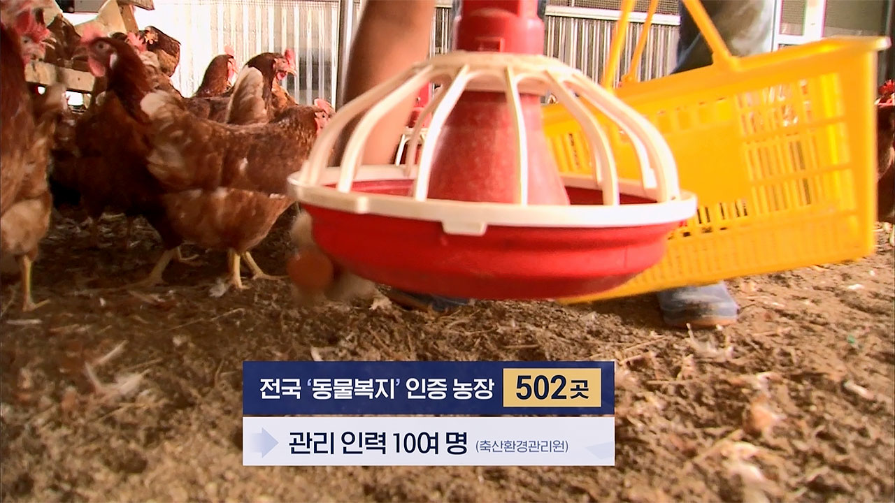 '동물복지' 아닌 '동물복지 달걀'? 그래도 사야 하는 이유
