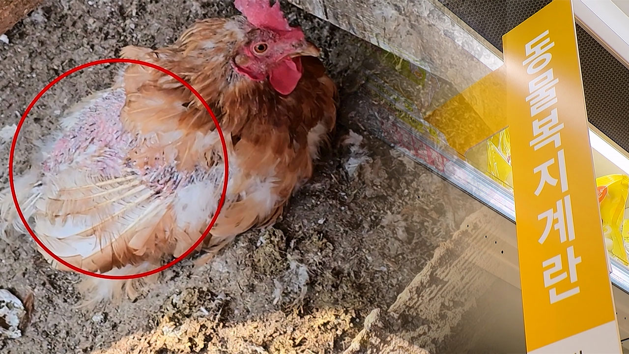 '동물복지' 아닌 '동물복지 달걀'? 그래도 사야 하는 이유