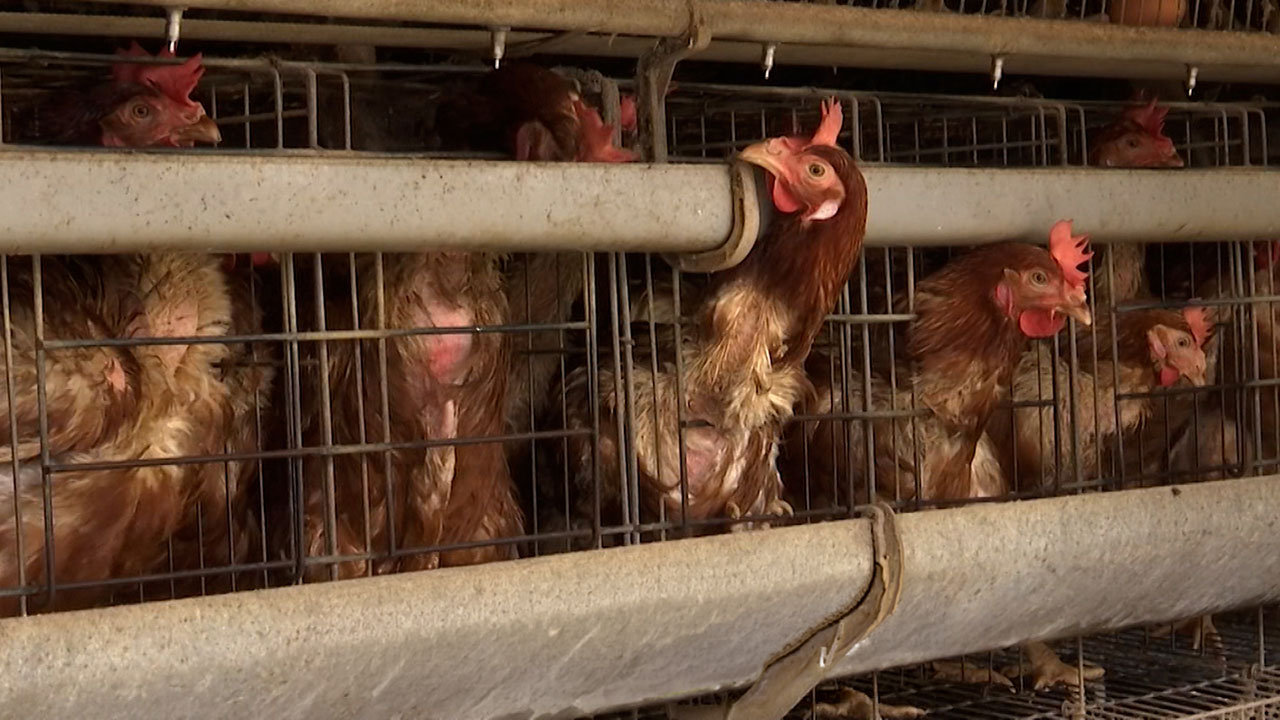 A4 1장보다 좁은 닭장‥닭은 언제쯤 밖으로 나올 수 있을까?