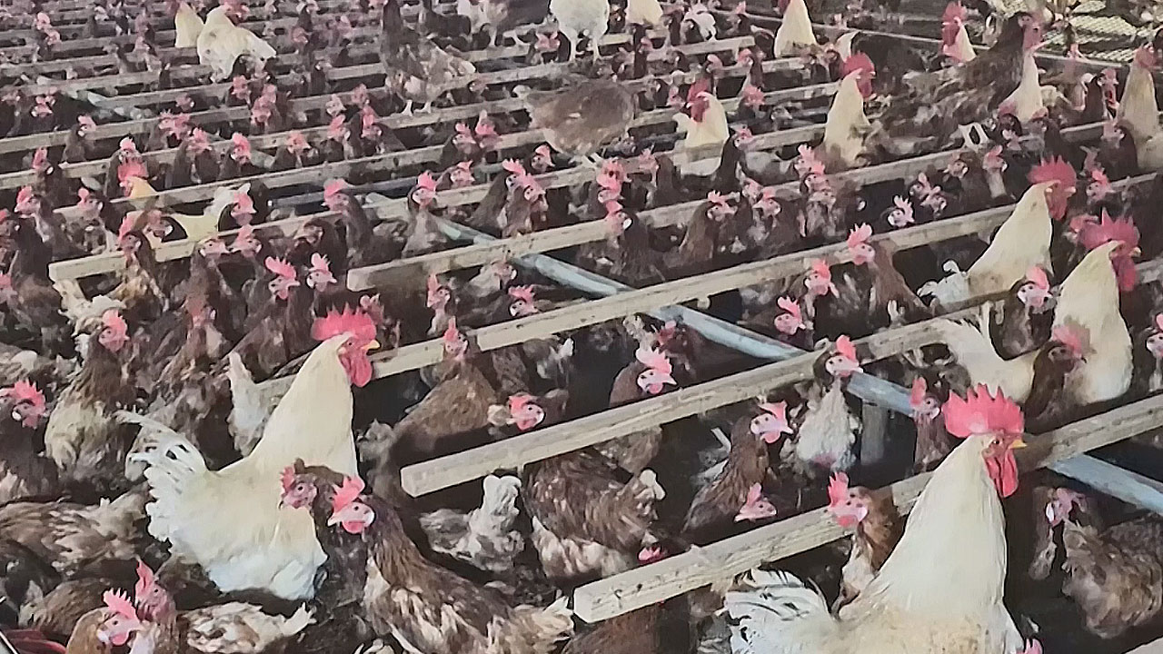 A4 1장보다 좁은 닭장‥닭은 언제쯤 밖으로 나올 수 있을까?