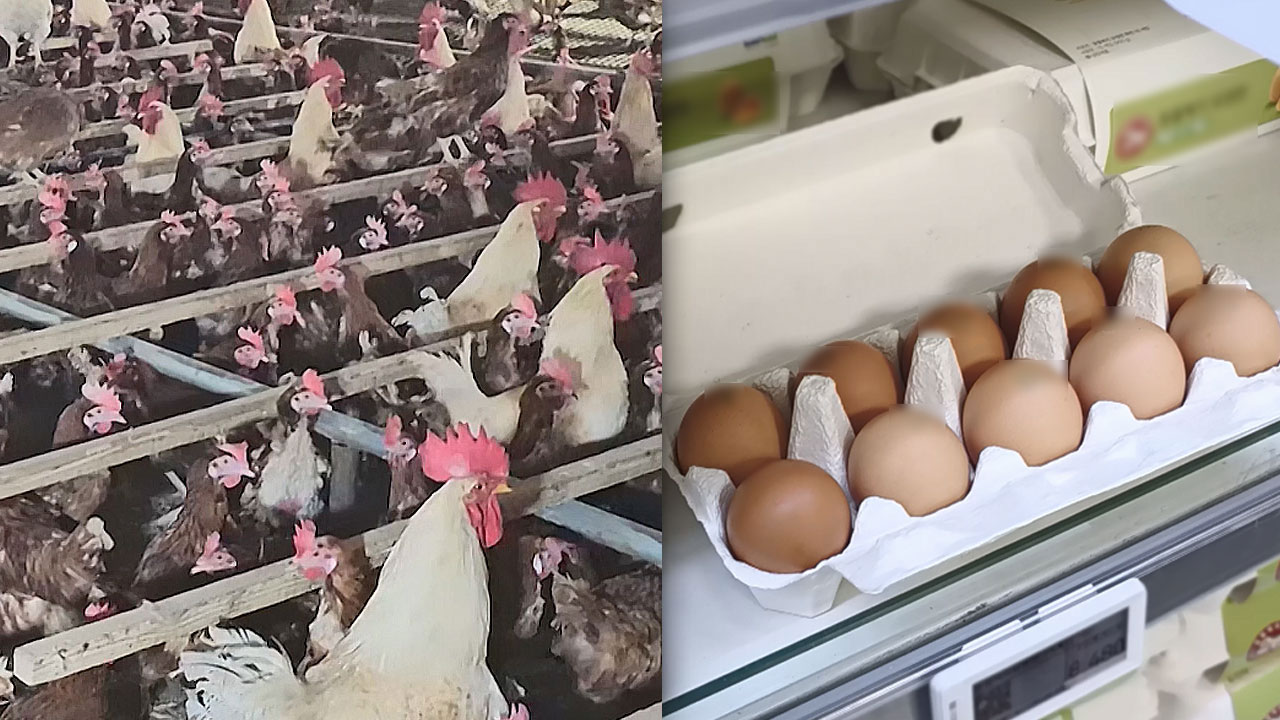 A4 1장보다 좁은 닭장‥닭은 언제쯤 밖으로 나올 수 있을까?