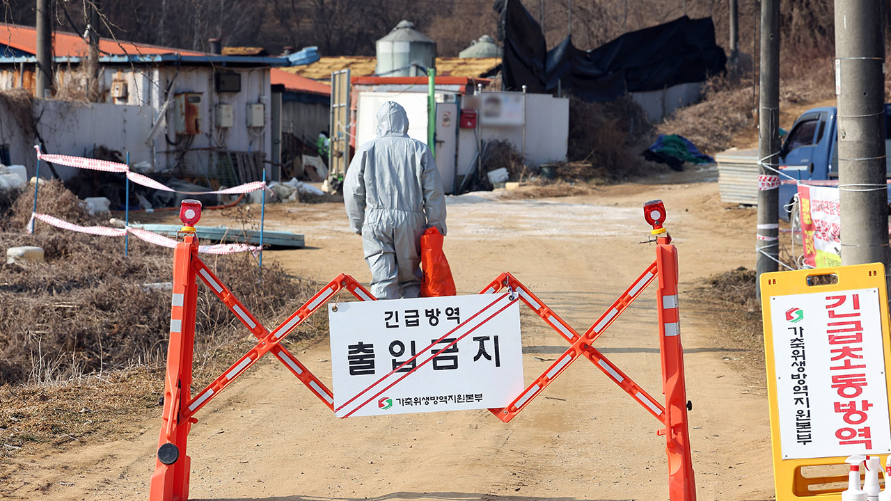 경남 의령군 돼지농장에 아프리카돼지열병 발생‥24시간 이동중지명령