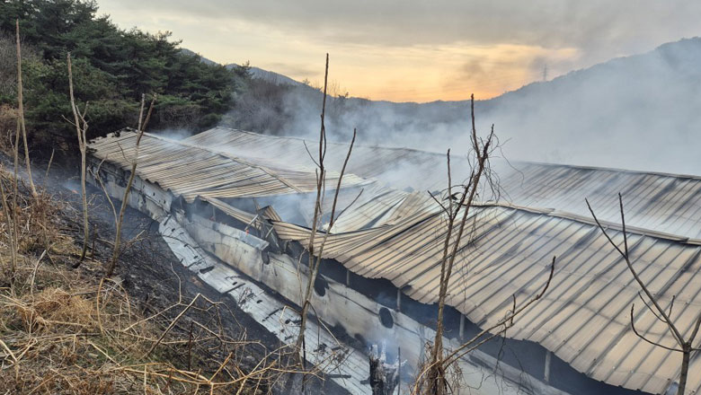 충남 보령 양계장서 불‥ 닭 3만여 마리 폐사