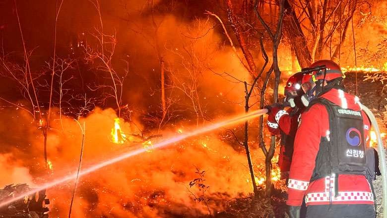 산림청, 밀양 산불 '대응 2단계'‥5시 기준 진화율 51%·산불영향구역 124ha