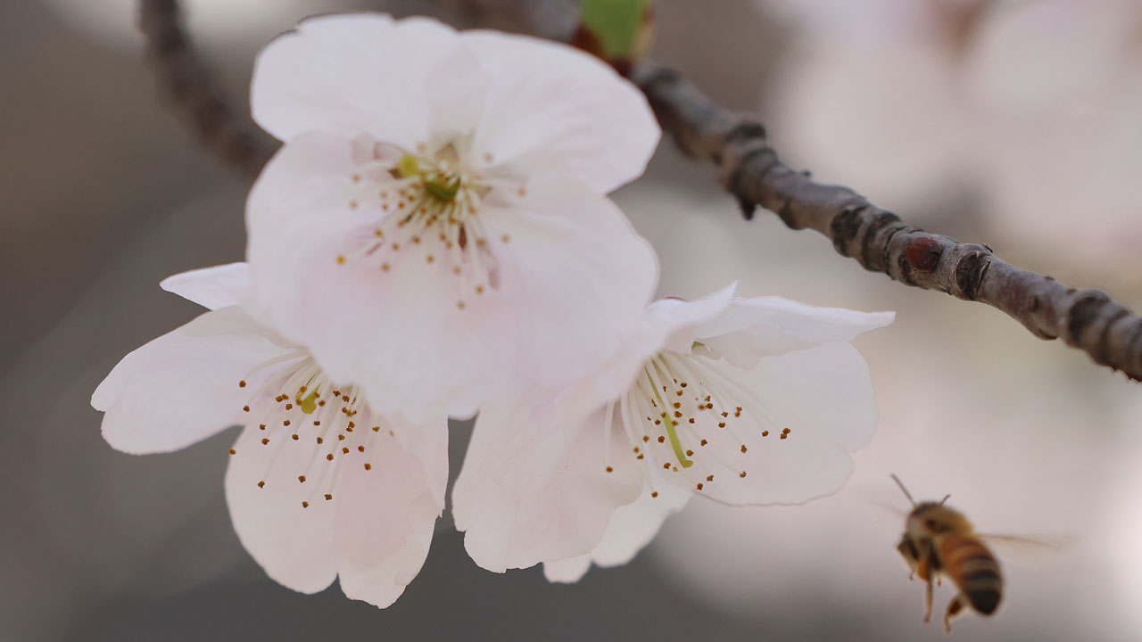 [날씨] 전국 구름 많고 제주 밤 비‥큰 일교차·화재 유의