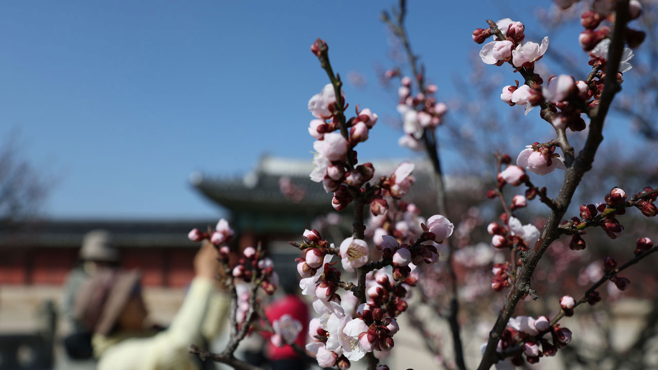 오늘 서울 벚꽃 '공식' 개화‥통상 이틀 뒤 만개