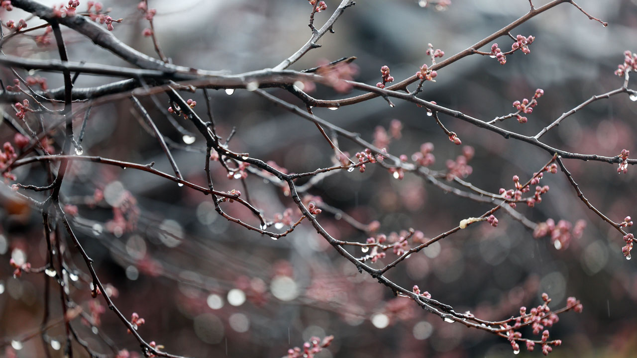 [날씨] 전국 대부분 봄비‥평년보다 따뜻