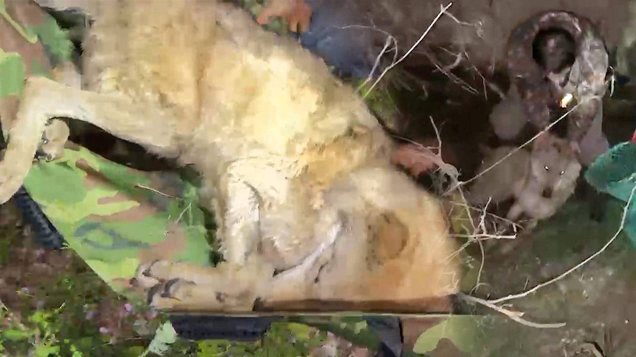 대전 오월드 탈출 늑대 '늑구' 열흘 만에 생포