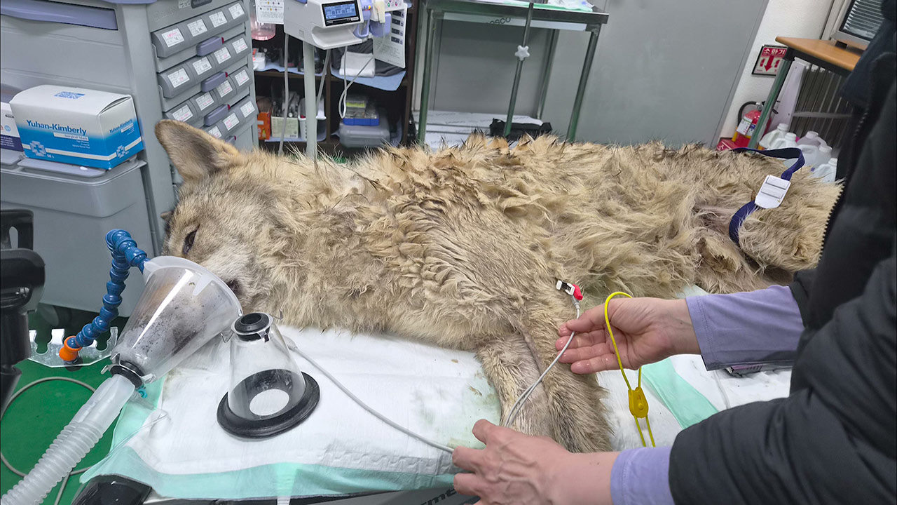 대전 오월드 탈출 늑대 '늑구' 열흘 만에 생포