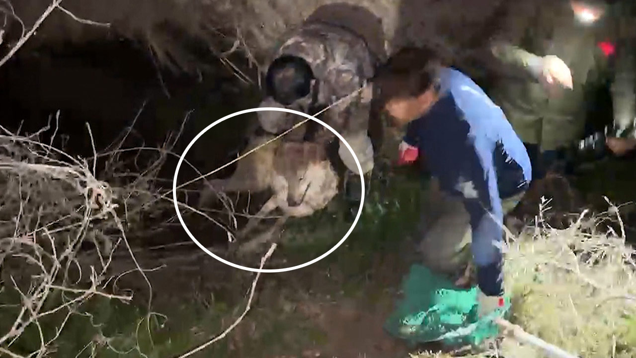 대전 오월드 탈출 늑대 '늑구' 열흘 만에 생포