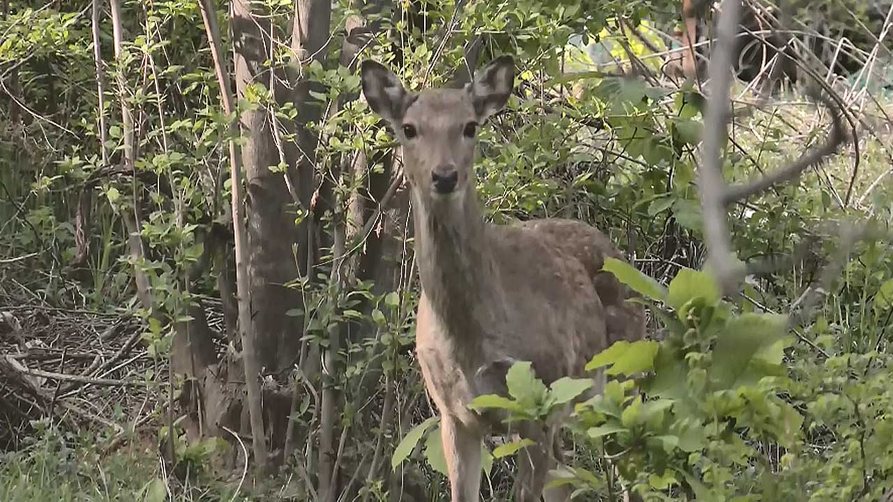 경기 광명 천왕산 농장 사슴 5마리 탈출‥회귀 유도 중