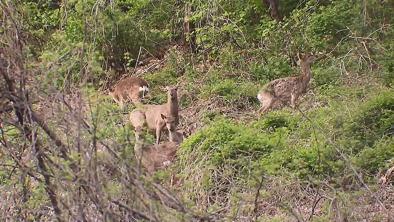 경기 광명 천왕산 농장 사슴 5마리 탈출‥회귀 유도 중