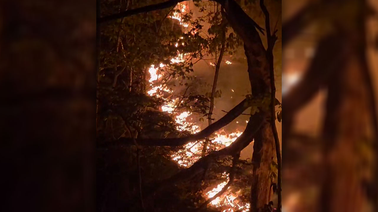 충남 서천 야산서 불‥"인명 피해 없어, 잔불 진화 중"