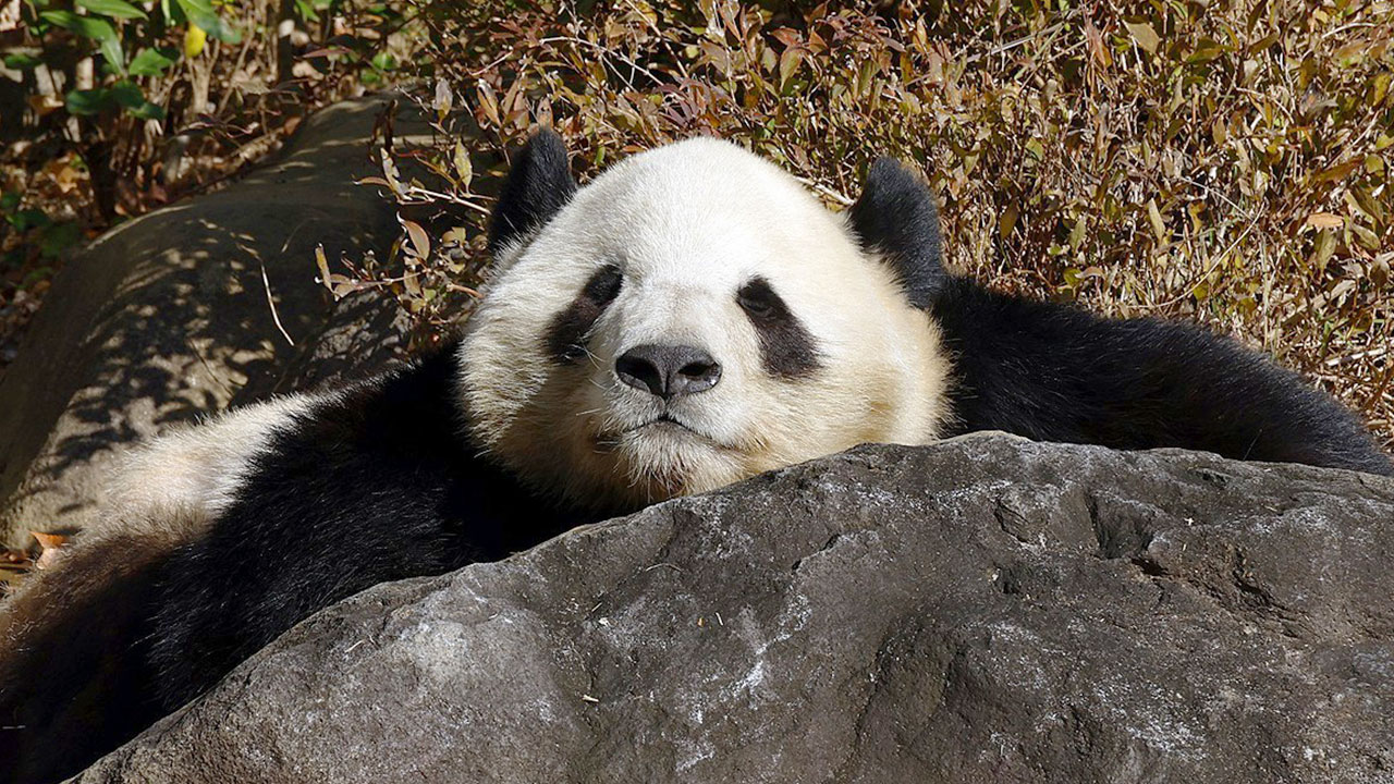 도쿄 쌍둥이 판다, 오는 27일 중국 반환‥일본, 54년 만에 판다 '제로'