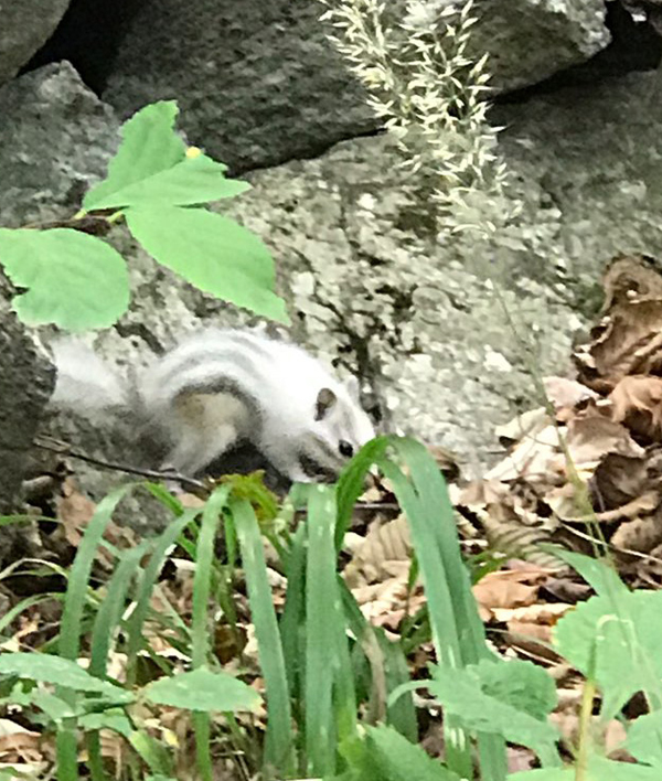 [포토뉴스] 흰 다람쥐의 등장…"길조네!" 