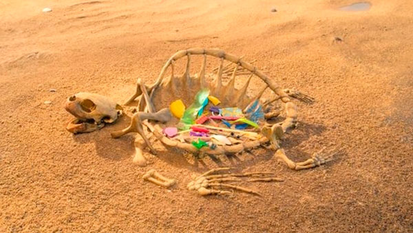 [뉴스인사이트] "바닷속 거북이를 살려라"…플라스틱 분해 기술 국내연구진이 찾았다