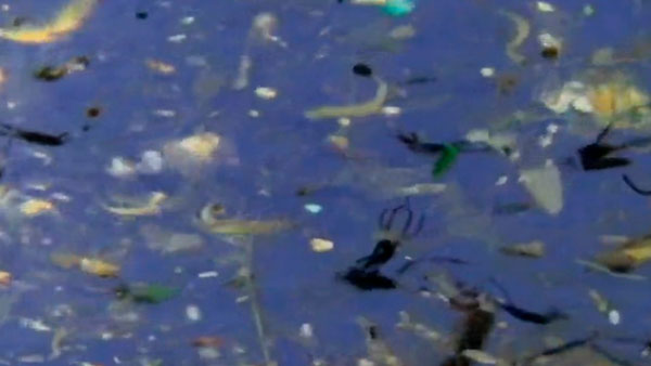 [뉴스인사이트] "바닷속 거북이를 살려라"…플라스틱 분해 기술 국내연구진이 찾았다