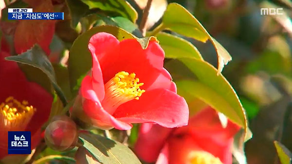 [탐정M] 남해안 지심도 주민들이 '무단 점유자'가 된 사연은?