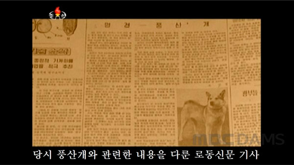 [평양 핫라인] 북한엔 국가 지정 '국견'이 있다?