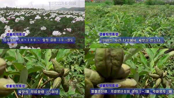 [평양 핫라인] 기름작물부터 논판 양어까지…보조 식량 찾는 북한