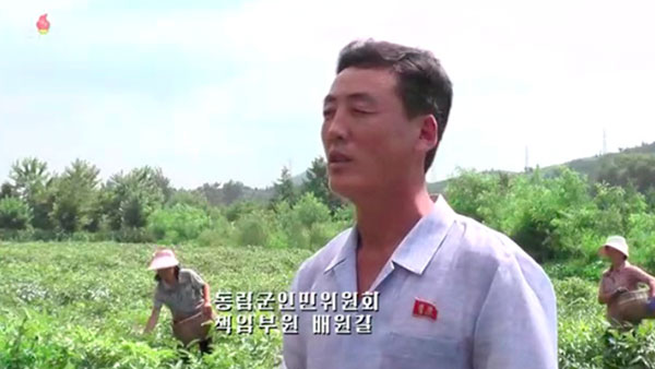 [평양 핫라인] 기름작물부터 논판 양어까지…보조 식량 찾는 북한
