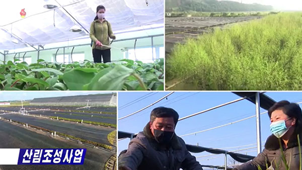 [평양 핫라인] '임업법' 제정한 북한, 산림복구 사업 강조