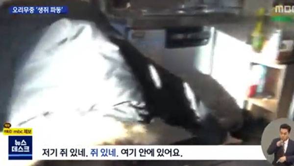 [탐정M] "네가 왜 거기서 나와"‥‘족발 쥐’ 사건 취재 후기