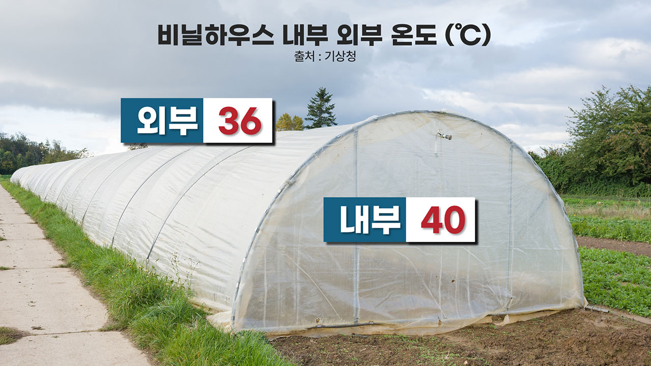 [인싸M] 기후변화가 죽인 사람은 몇 명인가? "폭염은 무서운 재난입니다" | 기후인사이트 7
