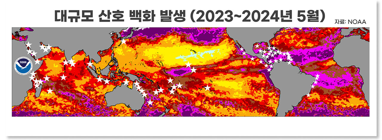 [인싸M] 4차 전 세계 산호 대백화 강타, "첫 번째 회복불능점 도달" | 기후인사이트 12