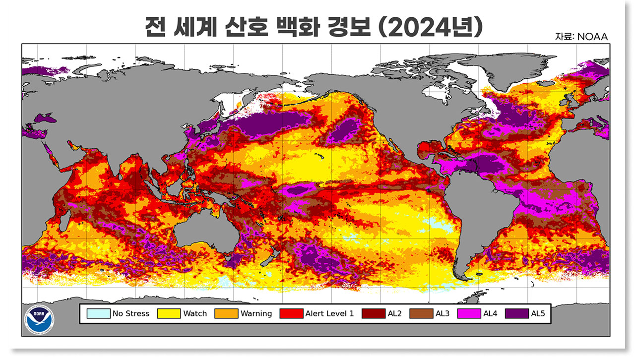 [인싸M] 4차 전 세계 산호 대백화 강타, "첫 번째 회복불능점 도달" | 기후인사이트 12