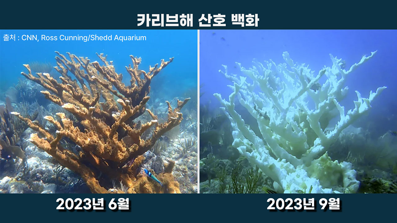 [인싸M] 4차 지구 대백화 강타 2, 압도적 파괴력에 '티핑 포인트' 경보 | 기후인사이트 13