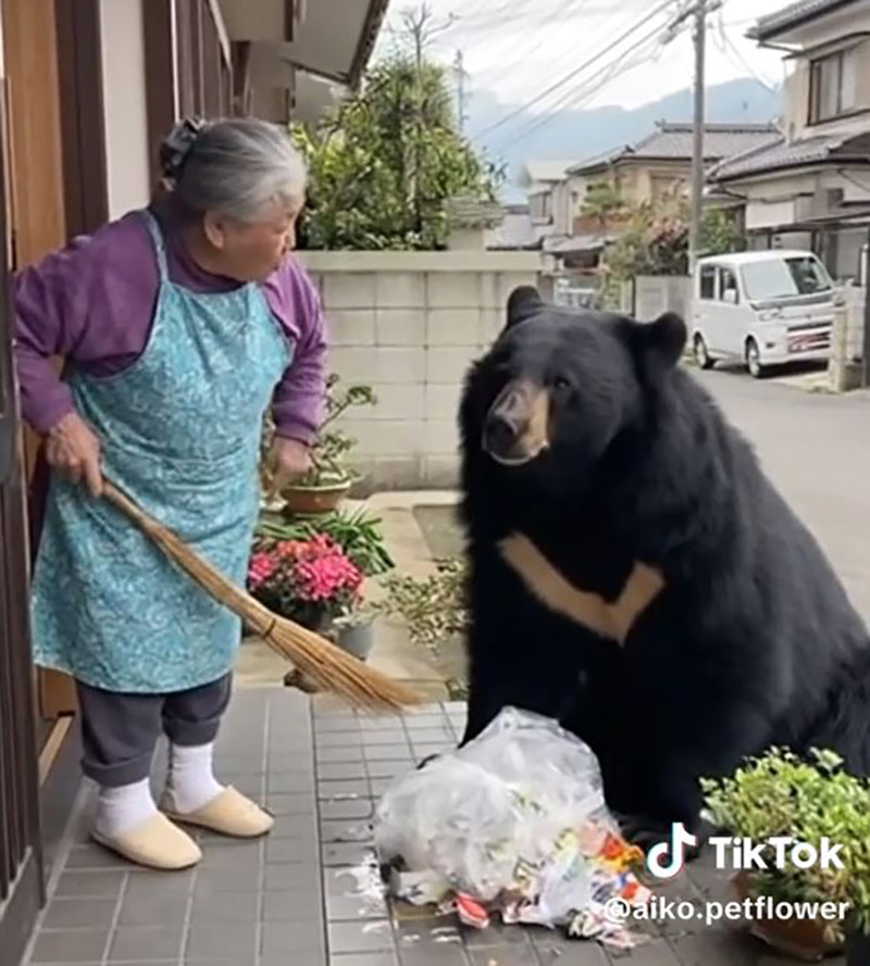 [인싸M] 할머니에 혼나고 시바견에 쫓기는 곰?‥곰을 팩트체크하라!