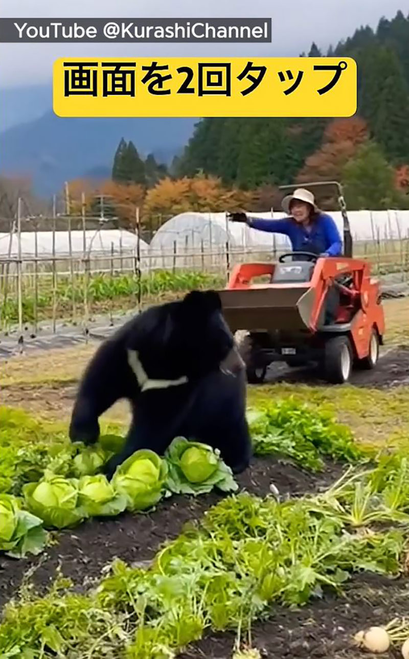 [인싸M] 할머니에 혼나고 시바견에 쫓기는 곰?‥곰을 팩트체크하라!