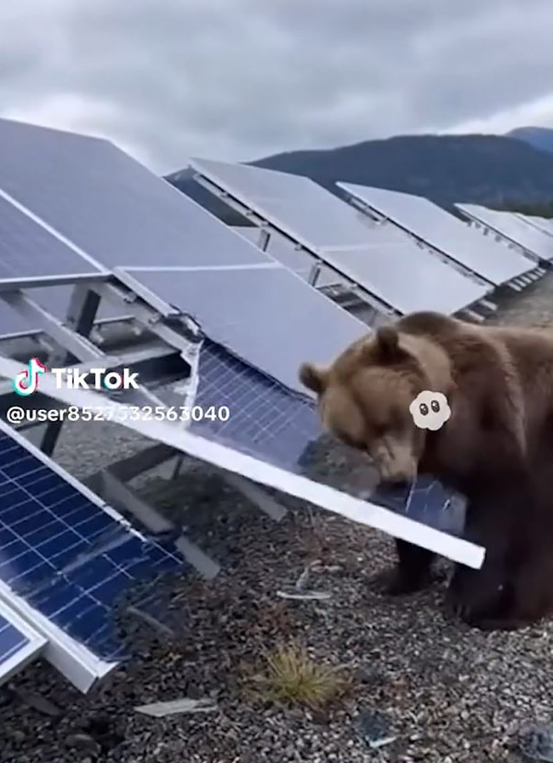 [인싸M] 할머니에 혼나고 시바견에 쫓기는 곰?‥곰을 팩트체크하라!