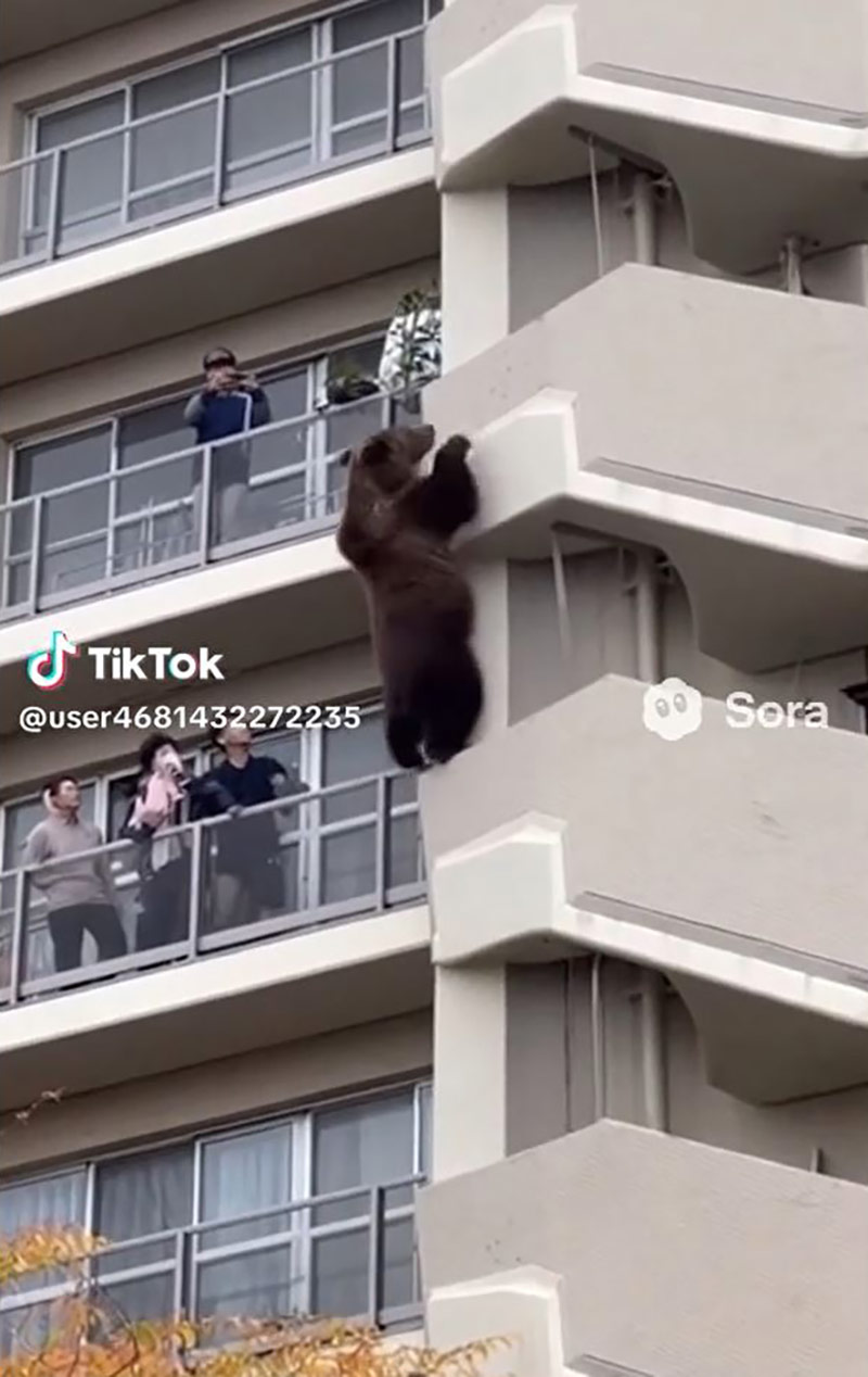 [인싸M] 할머니에 혼나고 시바견에 쫓기는 곰?‥곰을 팩트체크하라!