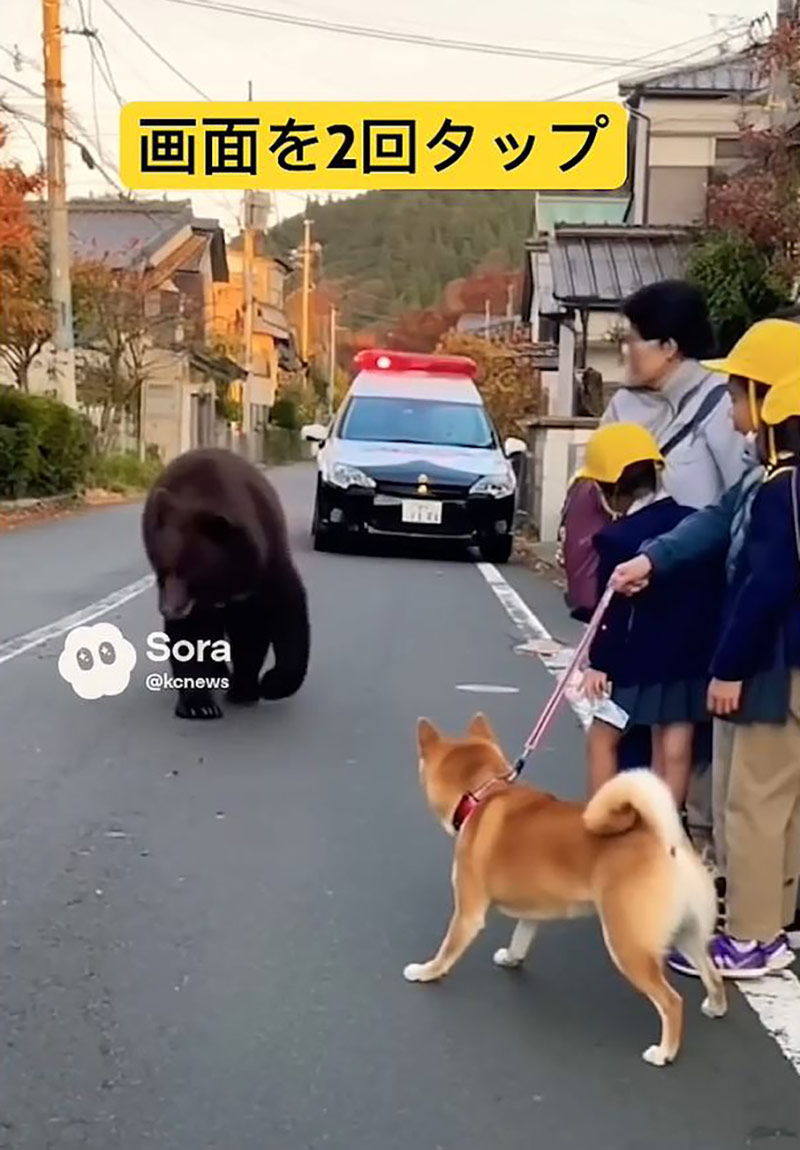 [인싸M] 할머니에 혼나고 시바견에 쫓기는 곰?‥곰을 팩트체크하라!