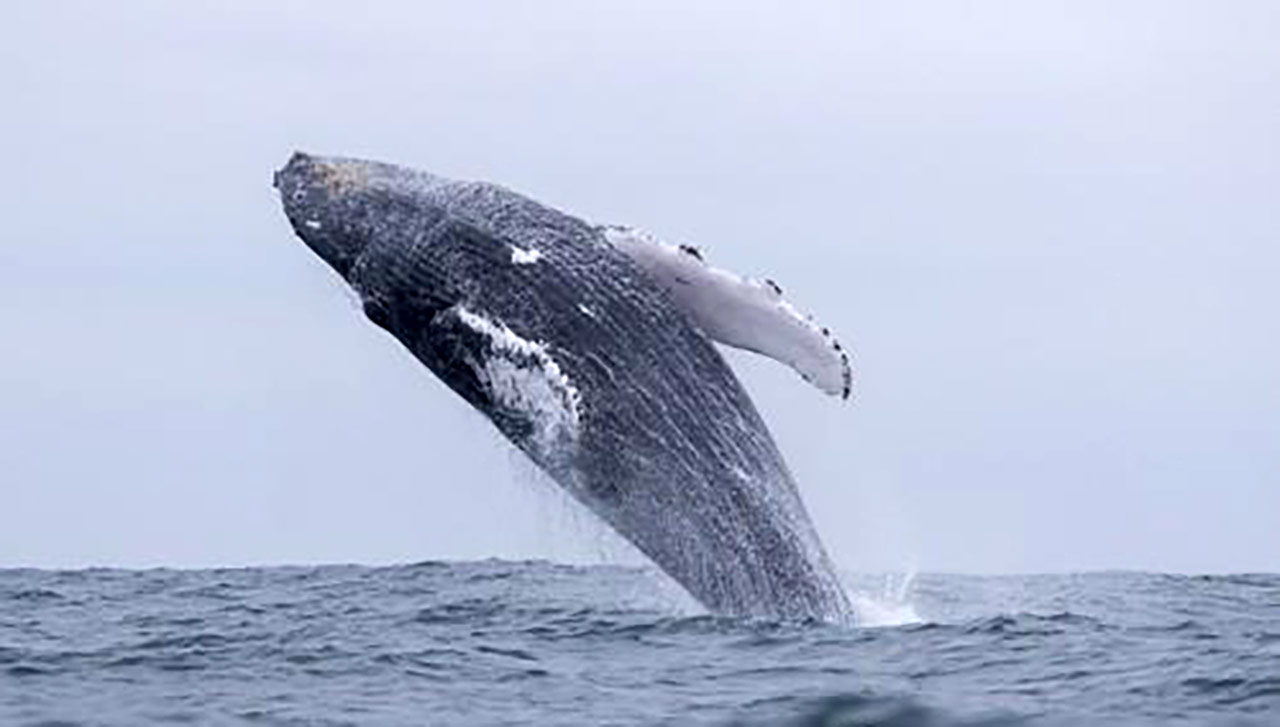 [인싸M] AI가 풀어낸 '고래의 말'‥그리고 노상원의 '법정 짜증'