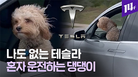 14F 요즘 강아지는 운전도 해 테슬라 드라이브 즐기는 댕댕이 등장