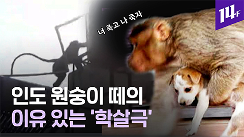14F 감히 내 새끼를 건드려 인도 원숭이 무리가 개 250마리 납치해 죽인 이유