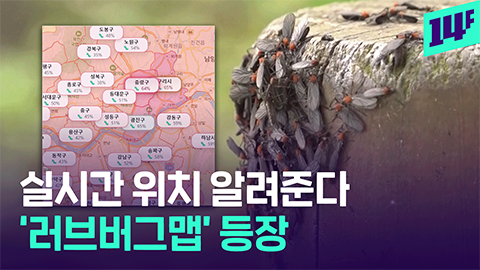 [14F] ‘이번 주가 절정이라고?’... 수도권 출몰 시동 거는 러브버그 근황