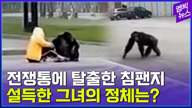 [엠빅뉴스] 집 나간 침팬지와 협상(?)한 결과는?