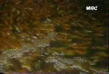 데스크영상온천수로 키우는 열대어경남 창녕 부곡정견