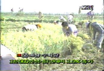 금년 쌀 생산 80년대 들어 최대 풍작신동욱