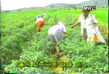 농림수산부 금년 고추파동 없음 예상백지연