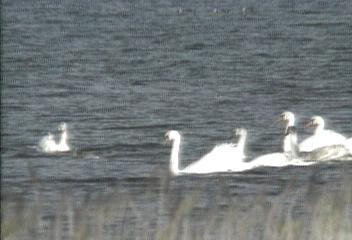 데스크 영상 고니떼양만호