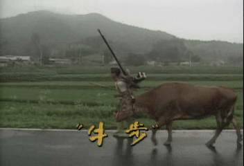 데스크 영상 소가 걷는 장면박승규