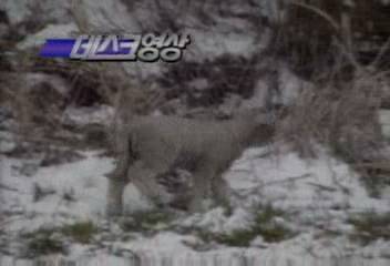 데스크영상제주도 저 눈밭에 양들이