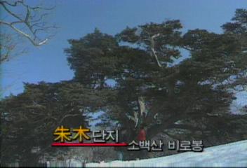 데스크영상주목 단지 소백산 비로봉