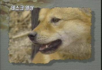 데스크영상"해를 보내는 견공"주원극